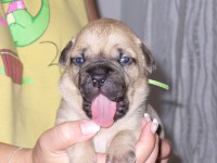 /album/akita/akita-2-tyden-detail-zmensene-jpg/