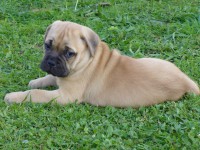 /album/akita/akita-6-tyden-zmensene-jpg/
