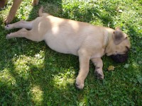 /album/akita/akita-i-7-tyden-jpg/